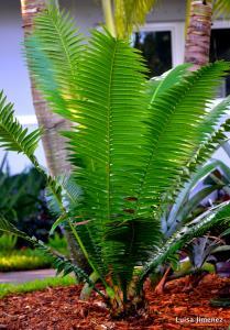 DIOON CYCAD
